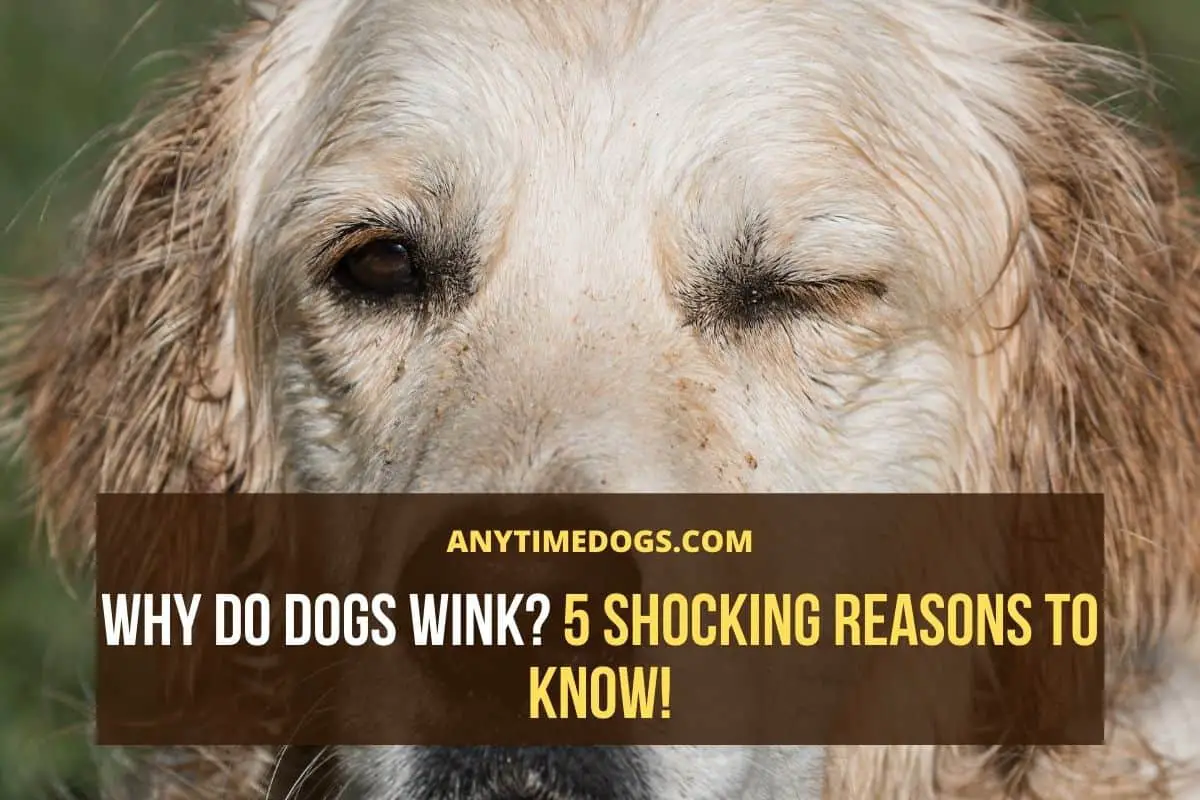 Why Do Dogs Wink? 5 Shocking Reasons to Know! AnyTimeDogs