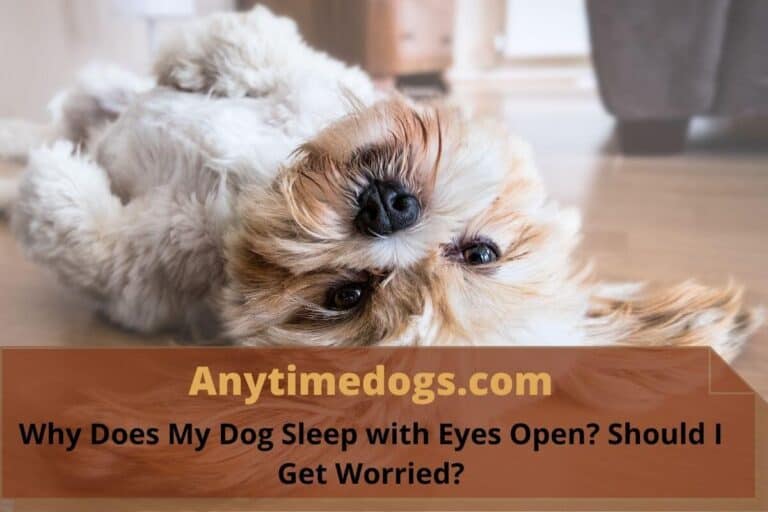 Why Does My Dog Sleep with Eyes Open? Should I Get Worried? ATD