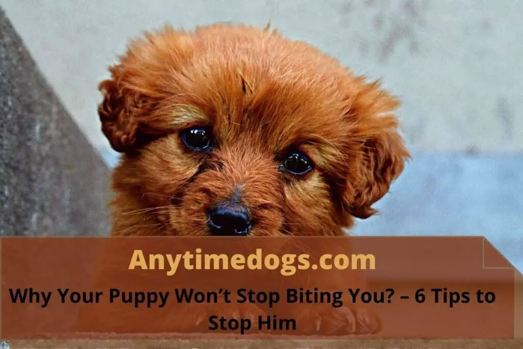 Why Your Puppy Won’t Stop Biting You? – 6 Tips to Stop Him