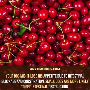 can cherries kill dogs