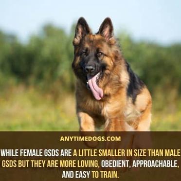 which is easier to train male or female german shepherd