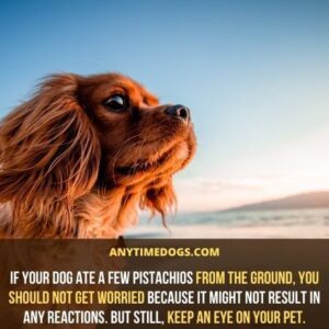 Can Dogs Eat Pistachios? Why They Should Not? - AnyTimeDogs