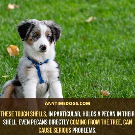 Can Dogs Eat Pecans? Complete Guideline About Dogs & Pecans - ATD