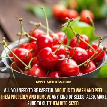 are dried cherries safe for dogs