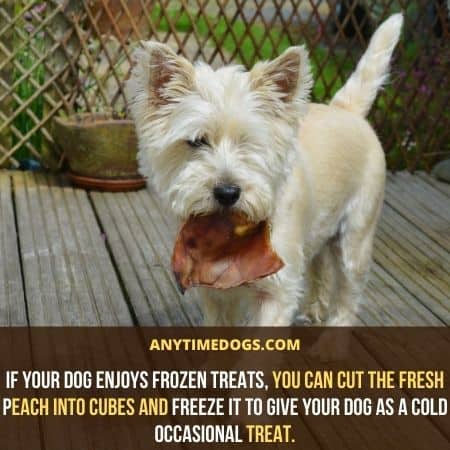 Can Dogs Eat Peaches