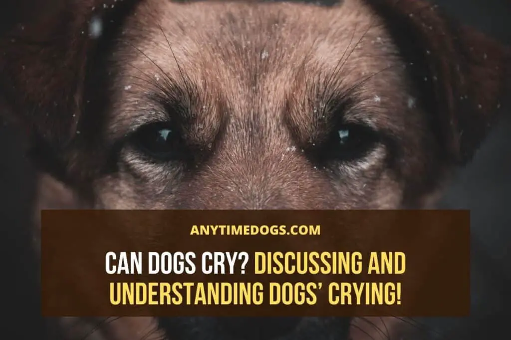 Can Dogs Cry