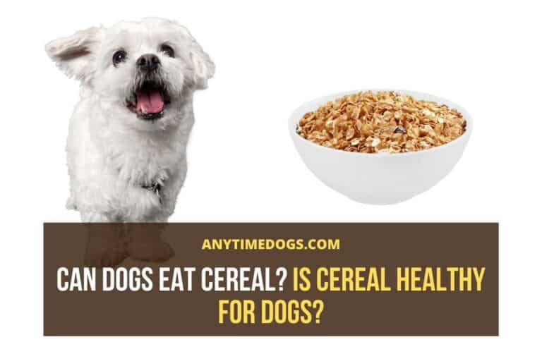 Can Dogs Eat Cereal? Is Cereal Healthy for Dogs? AnyTimeDogs