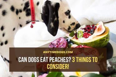 are peaches toxic to dogs