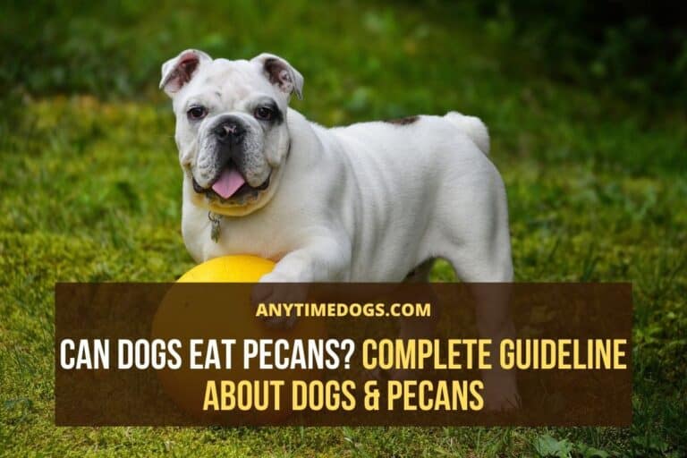 Can Dogs Eat Pecans? Complete Guideline About Dogs & Pecans - ATD