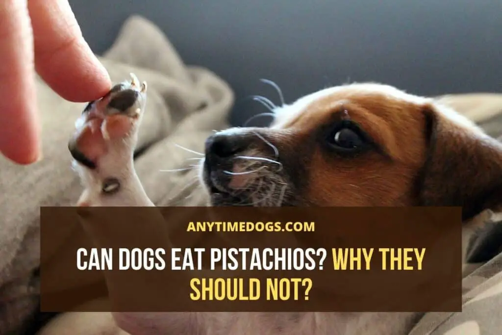Can Dogs Eat Pistachios