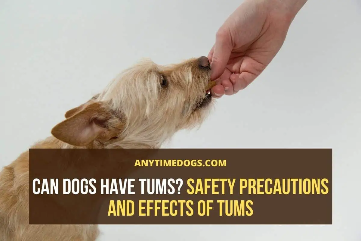 can dogs take antacids