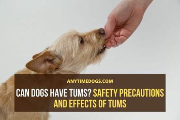 can i give my dog tums for upset stomach