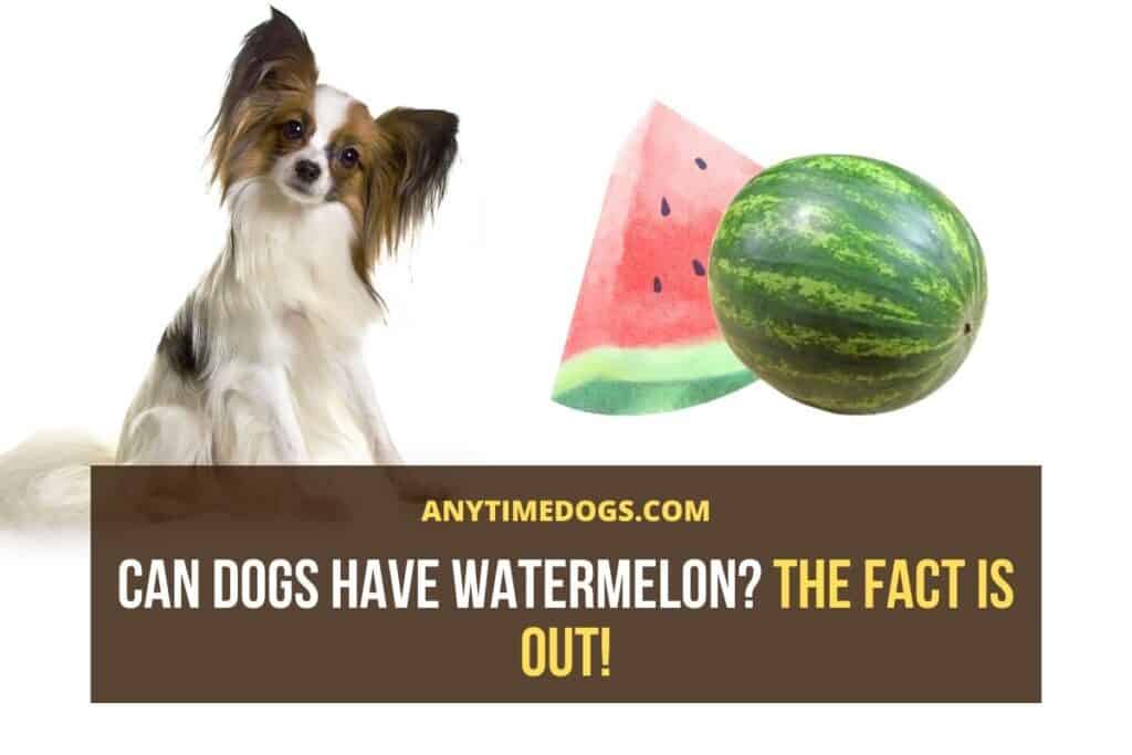 Can Dogs Have Watermelon