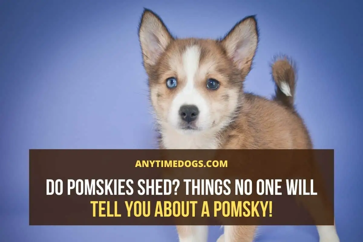 do pomsky dogs shed a lot