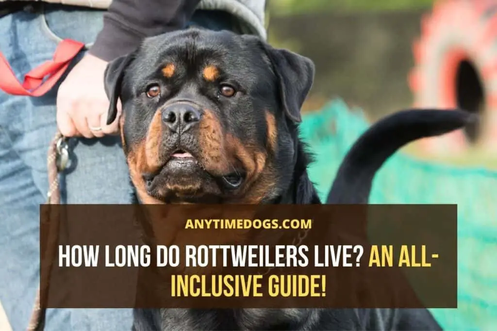 How long do Rottweilers live