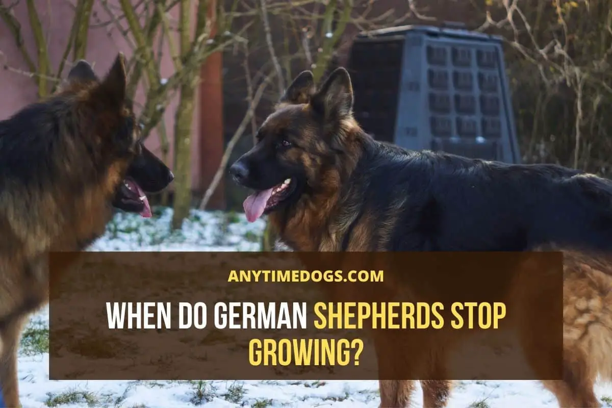 how quickly do german shepherds grow