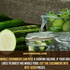 Can Dogs Eat Cucumbers? Are Cucumbers Safe for Dogs - AnyTimeDogs