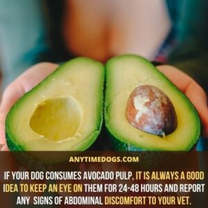Can Dogs Eat Avocado? Are Avocado Safe for Dogs - AnyTimeDogs