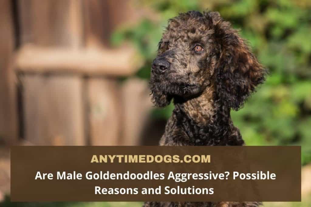 Are Male Goldendoodles Aggressive? Possible Reasons and Solutions