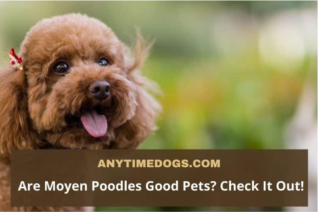 Are Moyen Poodles Good Pets