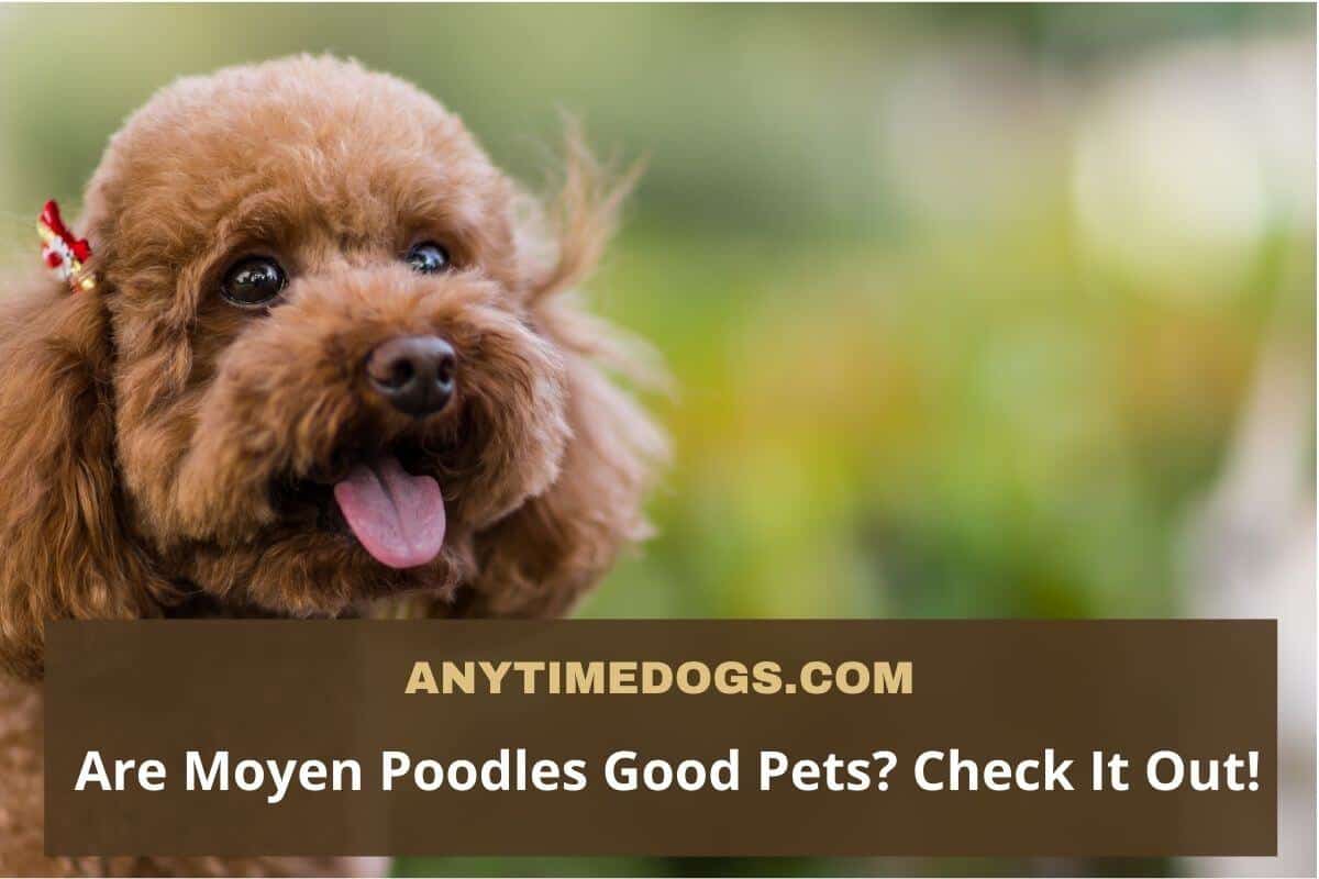 are poodles good wit