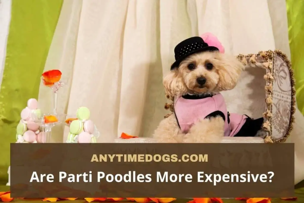 Are Parti Poodles More Expensive