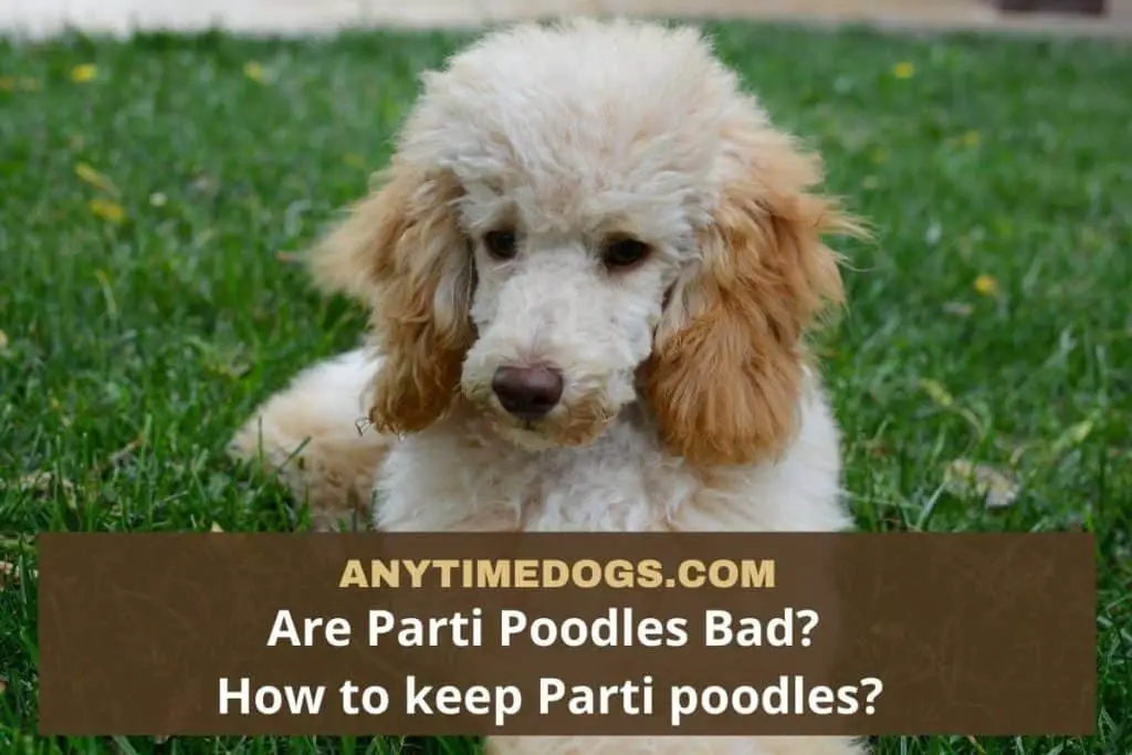 Are Parti Poodle Bad