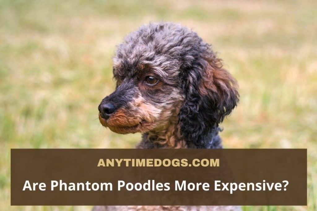Are Phantom Poodles More Expensive?