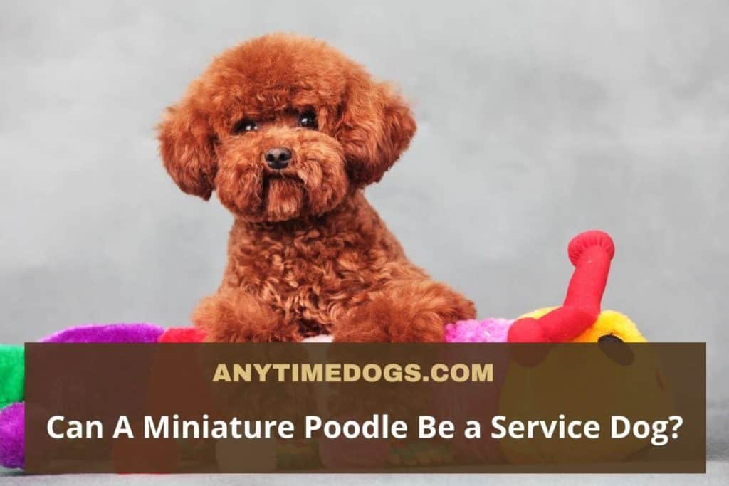 Can A miniature poodle be a service dog