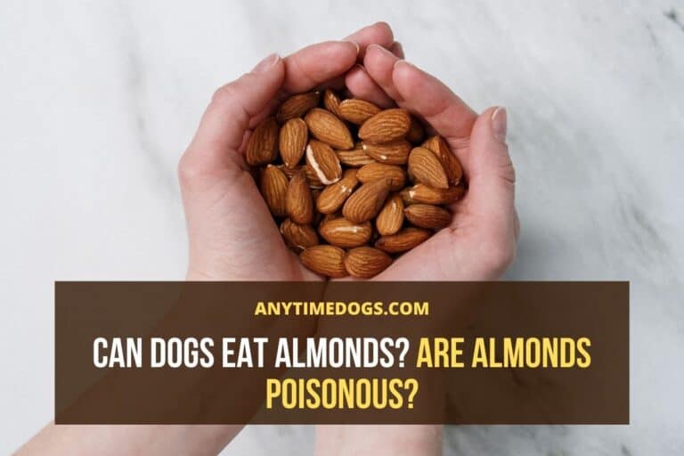 Can Dogs Eat Almonds? Are Almonds Poisonous? AnyTimeDogs