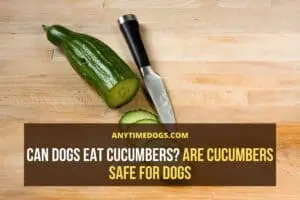 Can Dogs Eat Cucumbers? Are Cucumbers Safe for Dogs - AnyTimeDogs