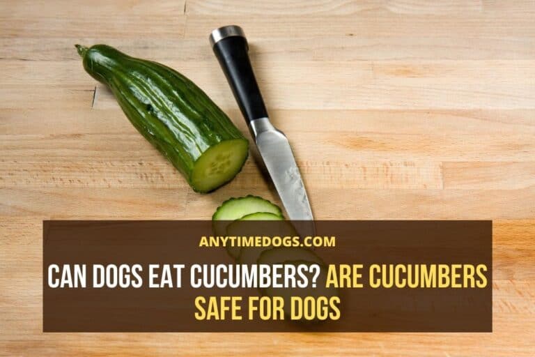 Can Dogs Eat Cucumbers? Are Cucumbers Safe for Dogs AnyTimeDogs