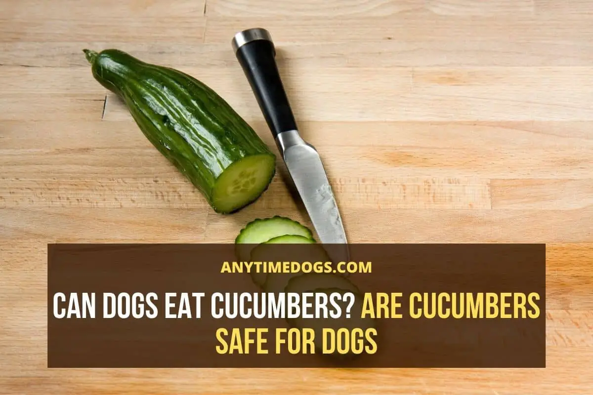 Can Dogs Eat Cucumbers? Are Cucumbers Safe for Dogs AnyTimeDogs