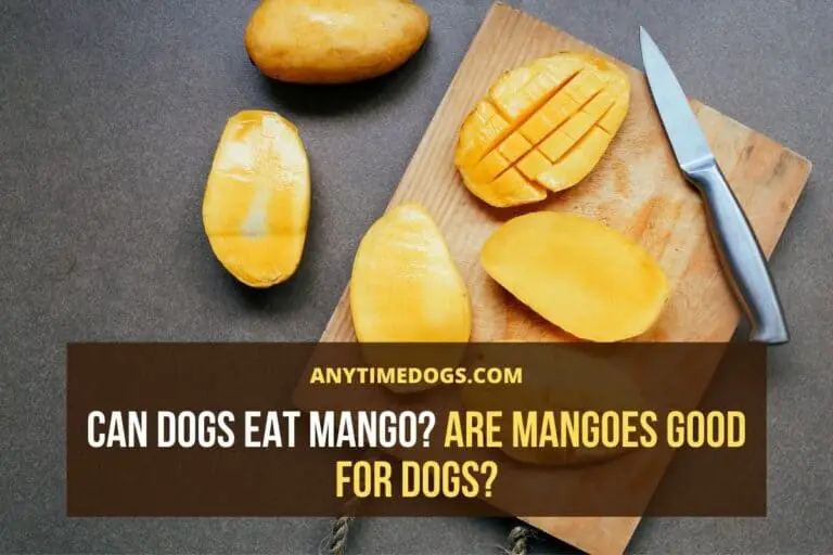 Can Dogs Eat Mango? Are Mangoes Good for Dogs? AnyTimeDogs