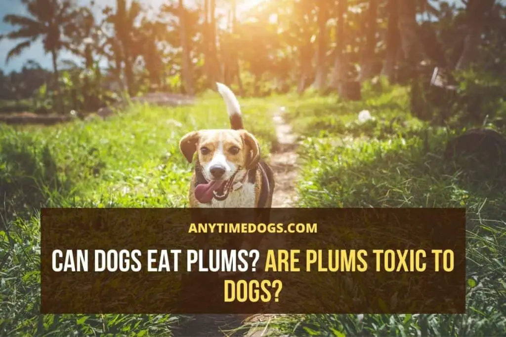 Can Dogs Eat Plums