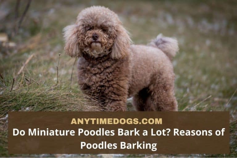 Do Miniature Poodles Bark A Lot? 6 Reasons Of Poodles Barking - Anytimedogs