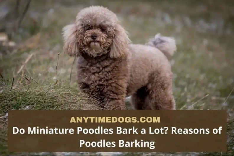 does the poodle bark a lot