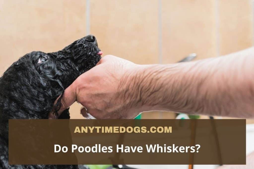 Do Poodles Have Whiskers?