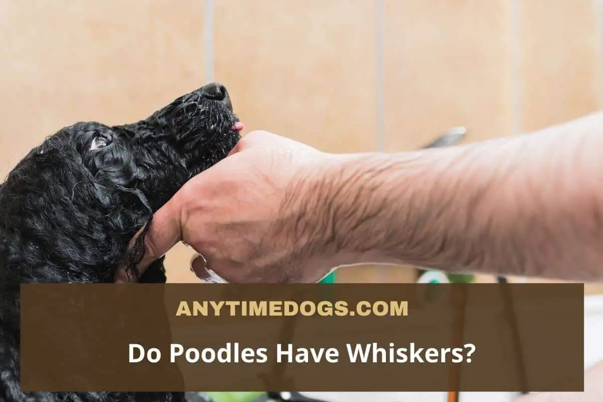 Do Poodles Have Whiskers? How Do You Identify Them? AnyTimeDogs