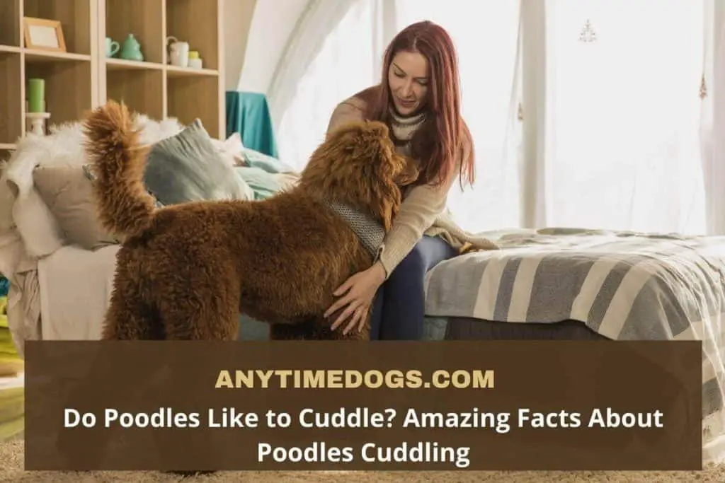 Do Poodles Like to Cuddle? Amazing Facts About Poodles Cuddling