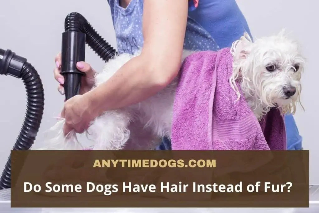 Do some dogs have hair insteand of fur