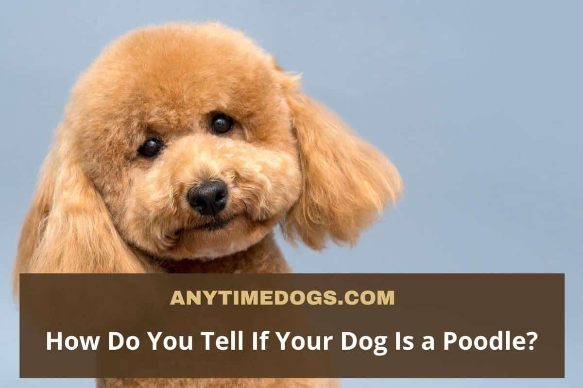 How Do You Tell If Your Dog Is a Poodle? Recognizing A Purebred Poodle ...