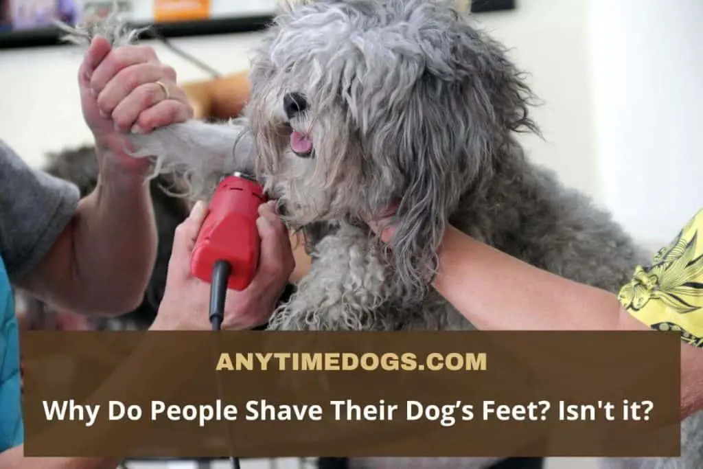 Shave Their Dog’s Feet