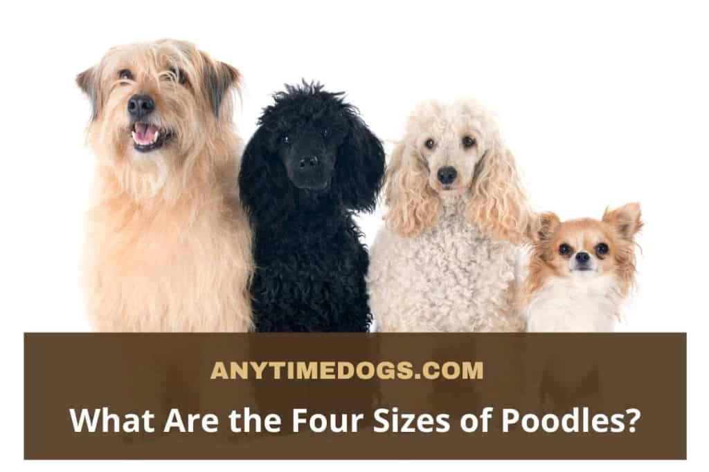 What Are the Four Sizes of Poodles?