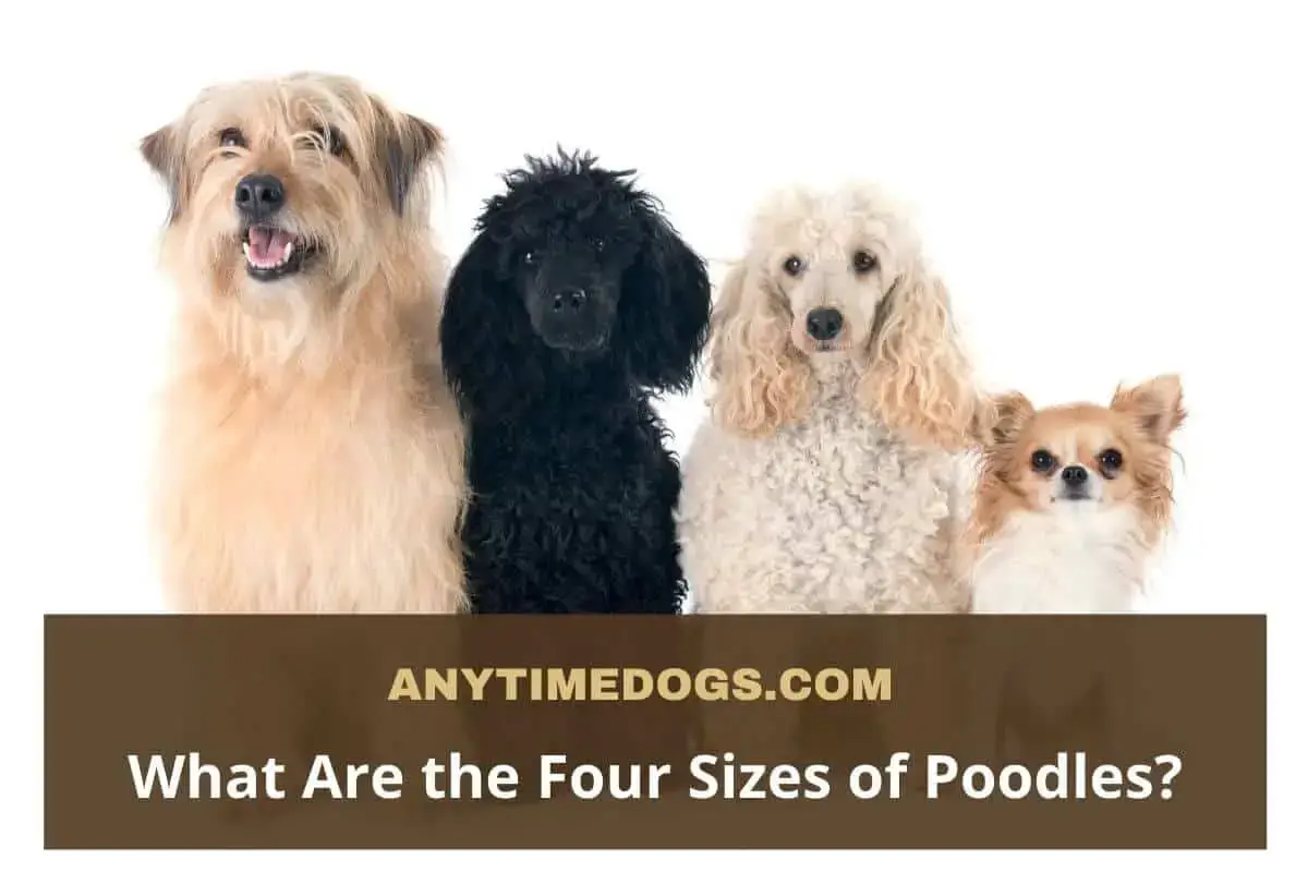 what are the different poodle sizes