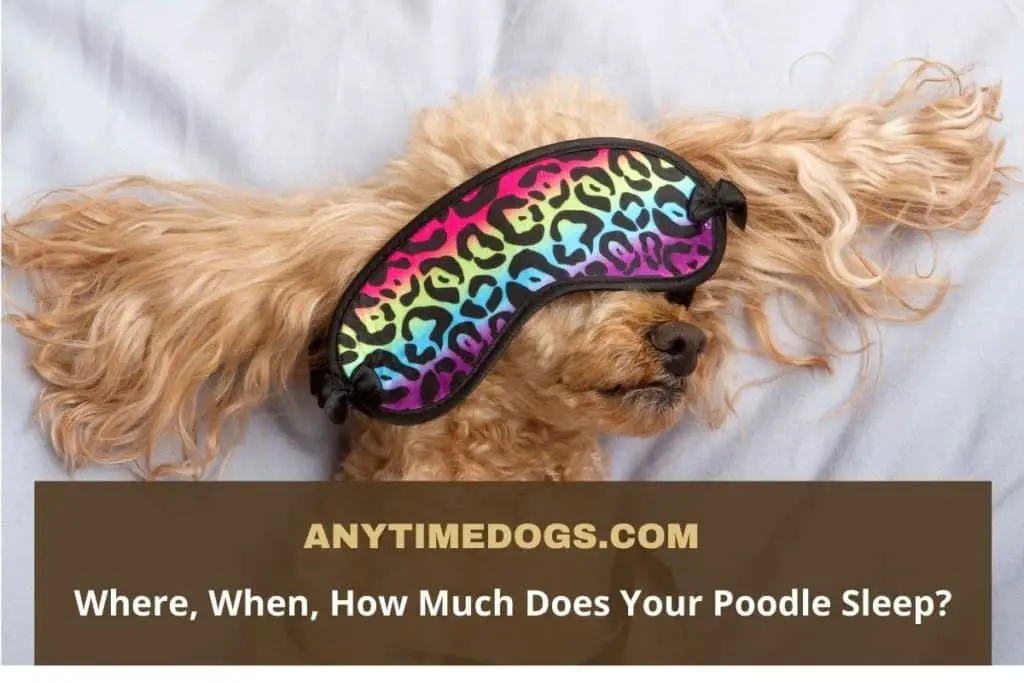 Where, When, How Much Does Your Poodle Sleep?