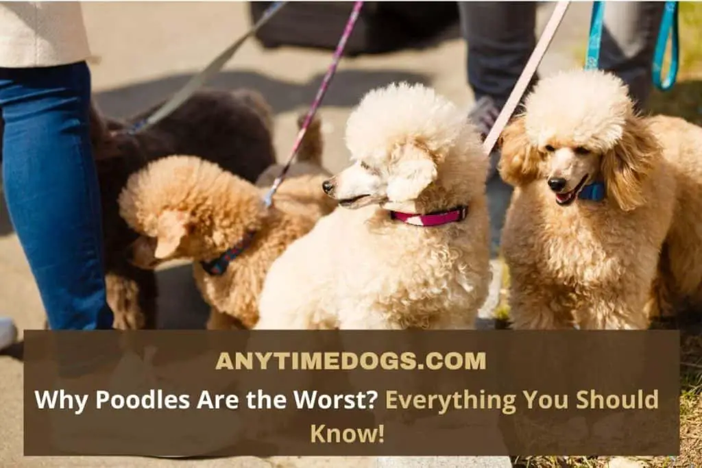Why Poodles Are the Worst