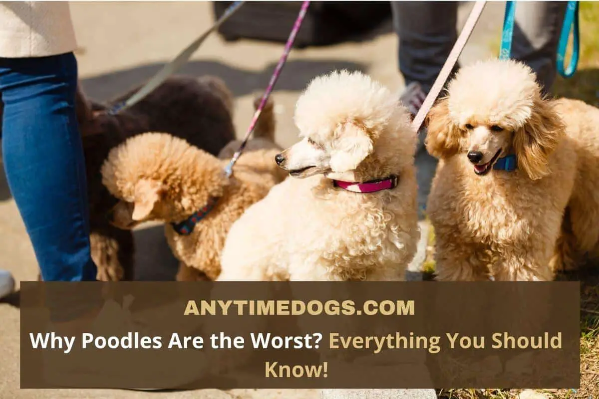 Why Poodles Are the Worst? Everything You Should Know! - AnyTimeDogs