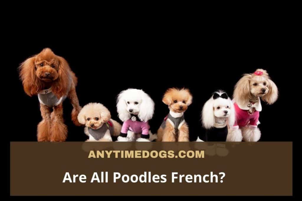 Are All Poodles French?