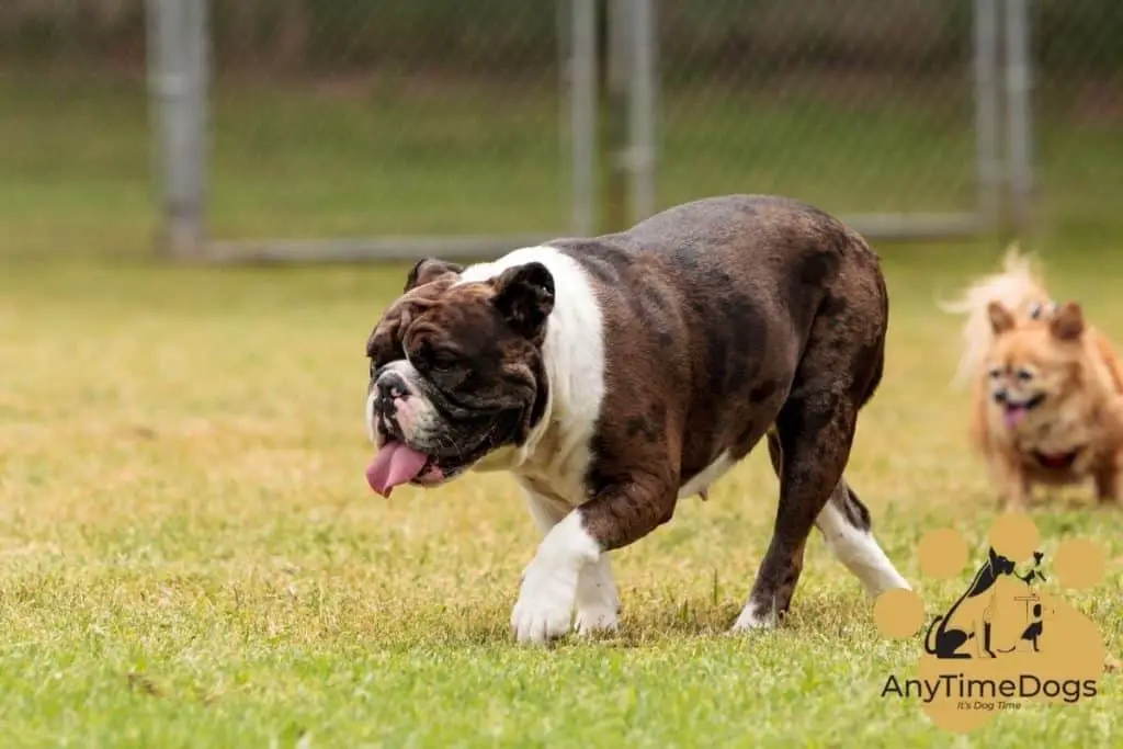 Are Brindle poodles rare